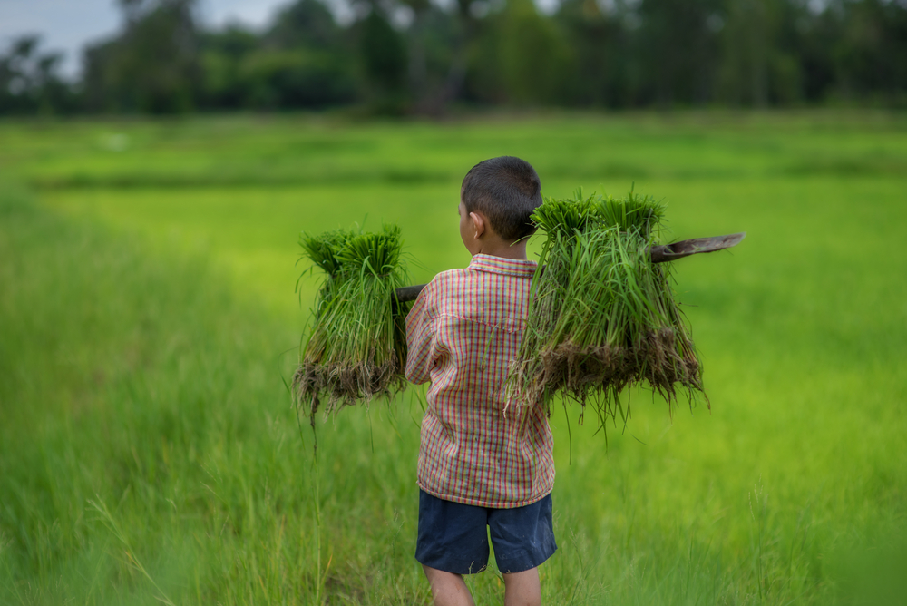 Trabajo infantil en la agricultura: una práctica peligrosa pero común en todo el mundo